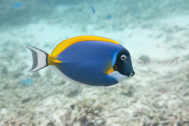 蓝唐，Palette Surgeonfish(副肝)